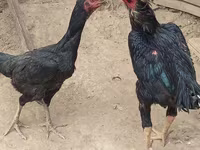 Chickens — फ़ोटो 2