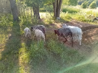 عنزة, Kejobong goat — الصورة 2