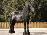 Hengst, Friesian — Foto 5