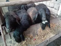 كبش, Rhon sheep — الصورة 6