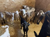 Cabro, Saanen goat — foto 6