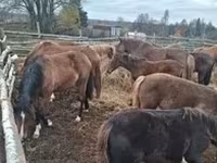 घोड़ा, Arabian horse — फ़ोटो 5