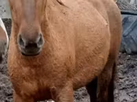 Азаргагүй морь, Trakehner — 4 зураг