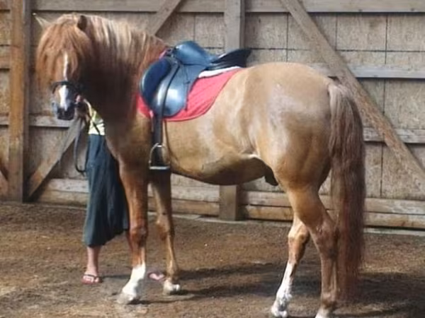 Hengst, Bashkir horse