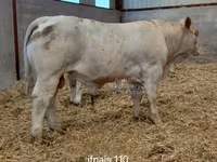 ثور, Charolais cattle — الصورة 2