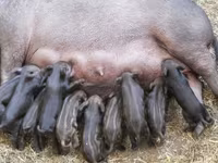Säue, Schweine — Foto 6