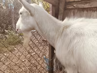 बकरी, Saanen goat — फ़ोटो 2