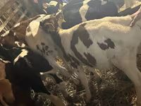 公牛, Simmental cattle — 照片 4