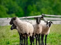 Хуц, Romanov sheep — 2 зураг