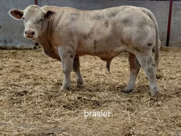 Бух, Charolais cattle