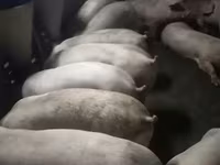 Eber, Schweine — Foto 4