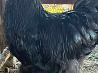 Жерси Гигант — 6 зураг