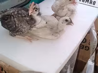 Chickens — 照片 1