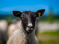 Хуц, Romanov sheep — 1 зураг