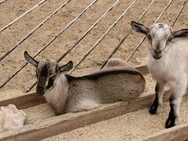 Cabro, Cabras