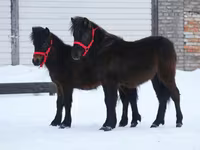 Caballo, American shetland pony — foto 7