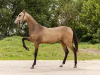 Stute, Akhal-Teke — Foto 2