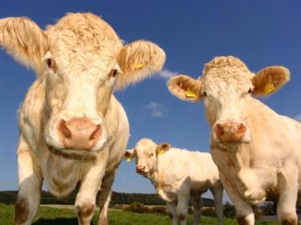 Vaca, Russian Black pied cattle — Rusia