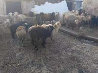 Хонь, Romanov sheep — 2 зураг