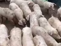 Мэгж, Гахай — 8 зураг