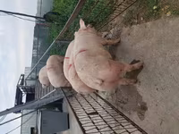 Säue, Schweine — Foto 7