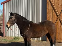 घोड़ा, Mustang — फ़ोटो 2
