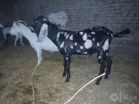 Cabro, Beetal goats — foto 5