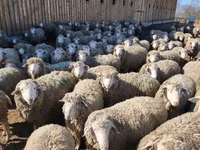 كبش, Kazakh fat-tailed coarsewool sheep — الصورة 7