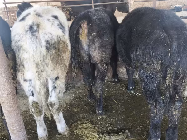 Bull, Belgian Blue