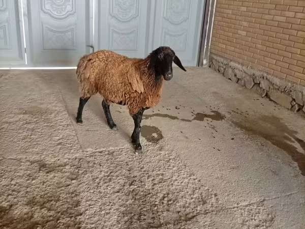Carnero, Ovejas