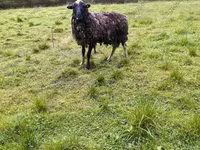 Carnero, Hissar sheep — foto 7