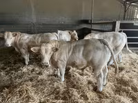 Toro, Charolais cattle — foto 2