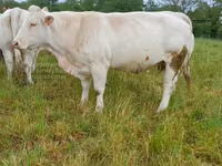 بقرة, Charolais cattle — الصورة 4