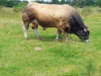 Бух, Partenaise cattle — 7 зураг