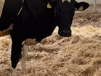 Kuh, Swiss cattle — Foto 3