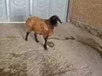 Cabra, Alpine goat — foto 6