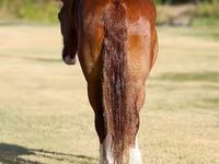 Mare, Horses — photo 4