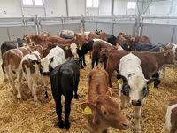 Toro, Ganado vacuno — foto 1