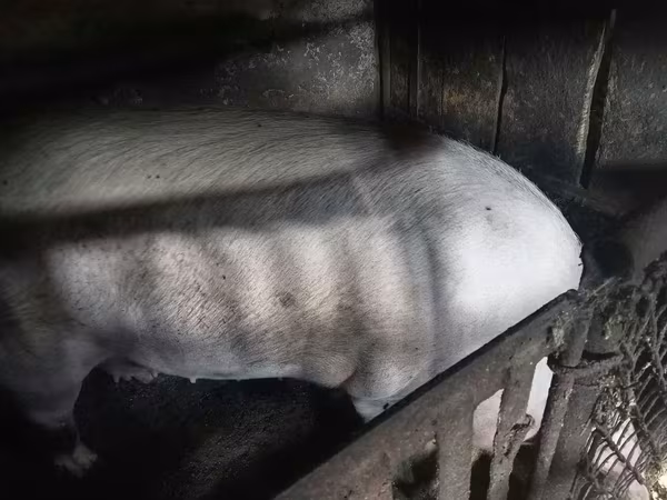 Мэгж, Гахай