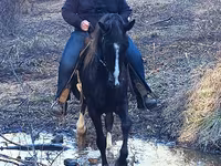 Hengst, Rocky Mountain Horse — Foto 6