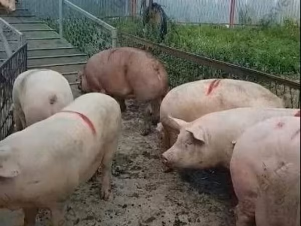 Säue, Крупная белая