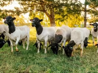 Carnero, Dorper sheep — foto 3