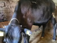 Toro, Ganado vacuno — foto 6