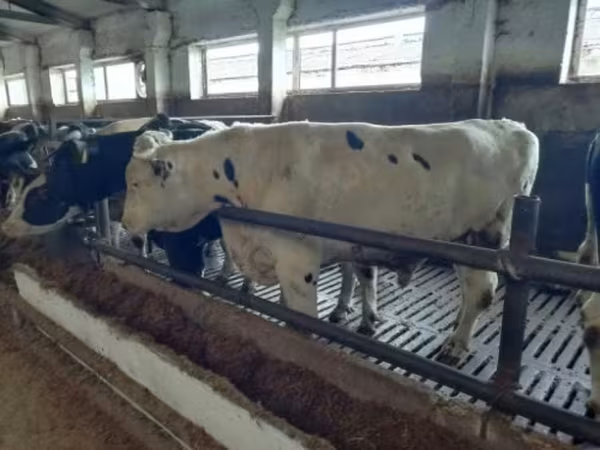 Vaca, Raza Holstein — Rusia