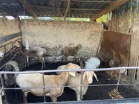 Oveja, Rhon sheep — foto 2