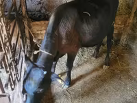 Toro, Ganado vacuno — foto 5
