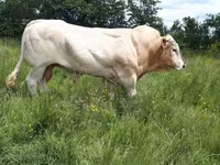 ثور, Blonde d’Aquitane cattle — الصورة 1