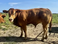 सांड, लिमोज़िन गाय — फ़ोटो 1