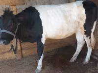 Cow, Cattle — photo 2