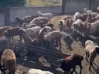 Carnero, Hissar sheep — foto 4